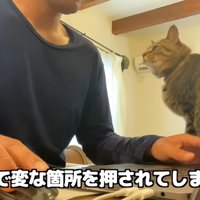 パソコンをしたい飼い主とそばにいる猫