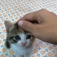 撫でられる子猫