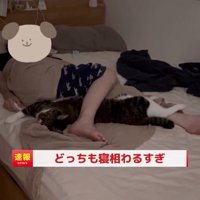 足元に絡まる猫