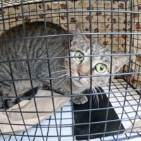 捕獲器の中にいる猫