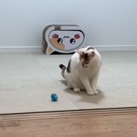 ボールを見つめて座る猫