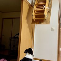 屋根裏部屋を見上げる犬と猫