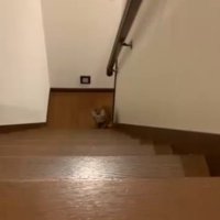 階段をのぼってくる猫
