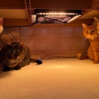 こたつの中の猫たち