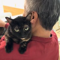 男性の左肩からカメラを見る猫ちゃん