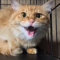 ケージの隅で口を開けて警戒する茶トラ猫