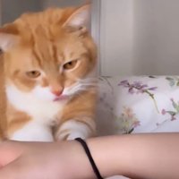 音を立てて飼い主の腕を叩きつける髪ゴム