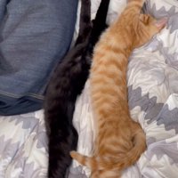 前足と後ろ足を真っ直ぐに伸ばしている茶トラ猫と黒猫