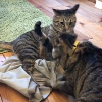 喧嘩する2匹の猫