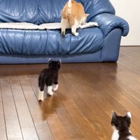 ソファーに乗った猫