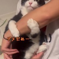 腕をつかみ直す猫