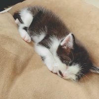 丸くなって寝ている黒白模様の子猫