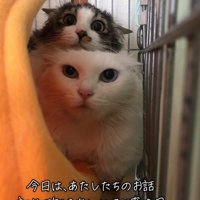 ケージの奥にいる2匹の猫
