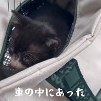バッグに入った子猫