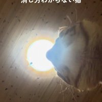 スマートフォンに映っている猫