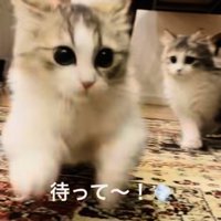 妹ミヌエットを追いかける兄ミヌエット