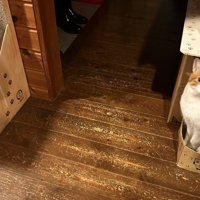 通路を隔て左側に黒白ハチワレ猫、右側に茶トラの猫が座っている光景