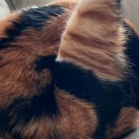 毛づくろいしている猫