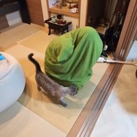 心配そうな猫