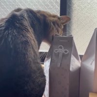 猫と骨壺