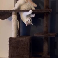 キャットタワーにつり下がりながら自分の尻尾でじゃれる猫
