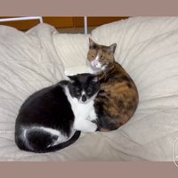 布団に乗る2匹の猫
