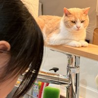 料理を見守る猫
