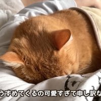 テロップ「顔をうずめてくるの～」