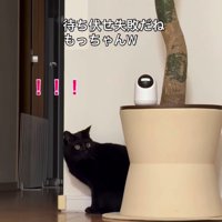 振り向く猫