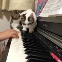 2匹