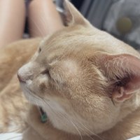 飼い主の膝の上で抱っこされている猫