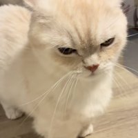 飼い主さんに怒るミヌエット