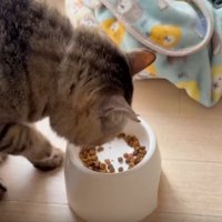 猫たちとごはん皿
