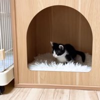 キャットハウスでくつろぐ猫