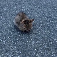 道路にたたずむ小さな子猫