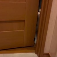 扉越しの猫