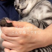 体をひねって鳴く猫