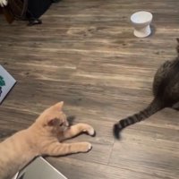 じゃれる