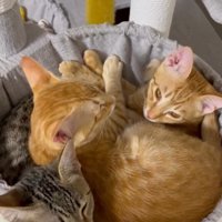 1つのハンモックの中に入る3頭の猫