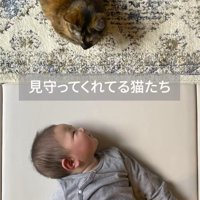 昼寝をしている赤ちゃんのそばに座る猫