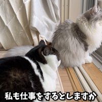 窓の外を眺める2匹の猫