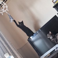 掛けられた靴下に前足を伸ばす黒猫と、それを見つめるサビ猫