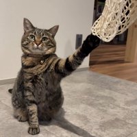 網に爪を引っかけて座る猫