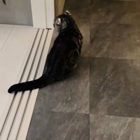 飼い主さんに気付かず鳴くキンカロー