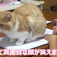 ノートの上に座る猫（いたってまじめな顔が笑えます）