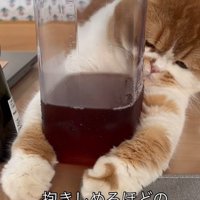 ピッチャーを横から覗き込む猫