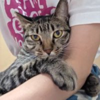 抱かれている猫