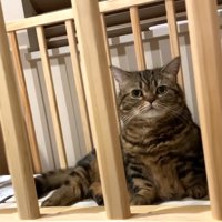 ベッドの中からこちらを見るメルくん