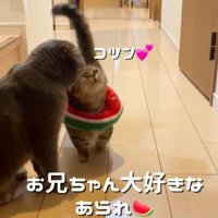 先住猫にすりすりする子猫