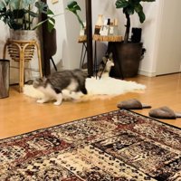 兄ミヌエットをキョトン顔で見る妹ミヌエット